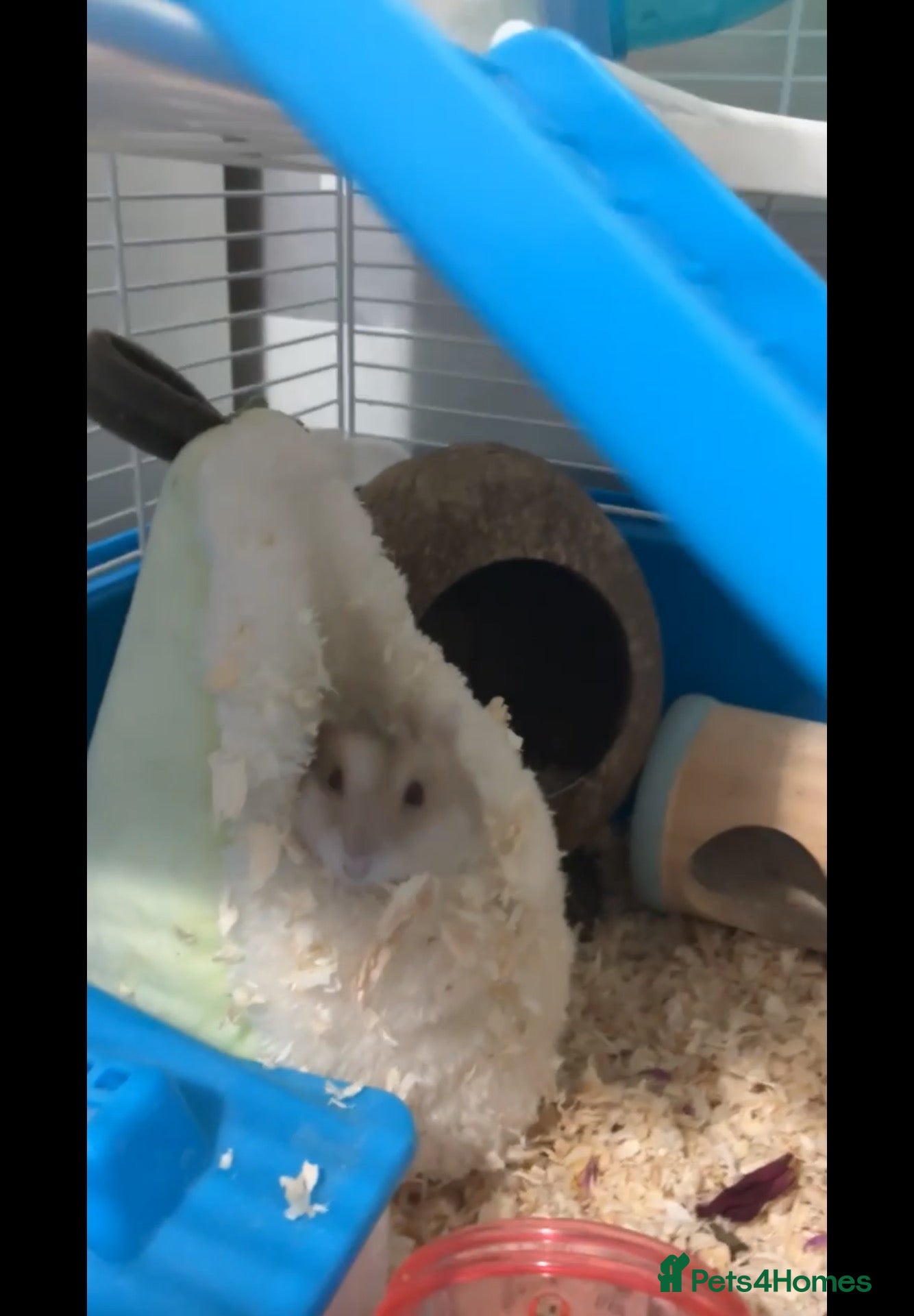 Hamster rodents dwarf hamster INCLUDING cage and more - Advert 4