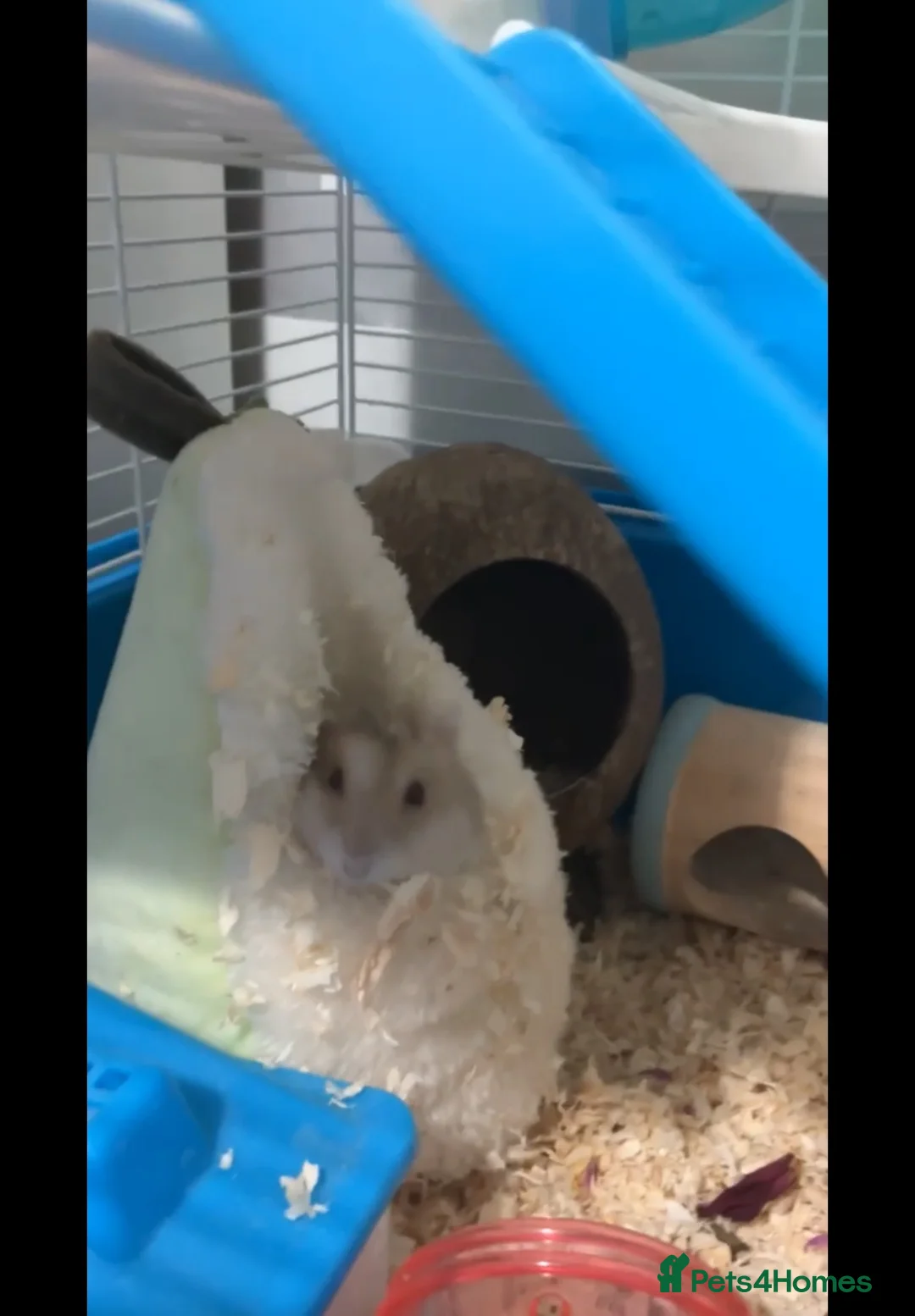 Hamster rodents for sale: dwarf hamster INCLUDING cage and more in Newcastle upon Tyne - Advert 1