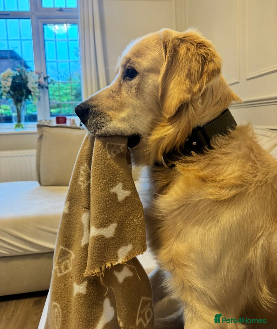 Golden Retriever dogs for stud: Show type KC registered, golden retriever for stud - Advert 10