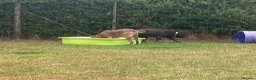 Cane Corso dogs for sale: Male and female cane corso  in Stafford - Advert 14