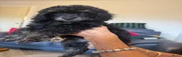 Toy Poodle dogs for sale: KC Healthtested Toy Poodle puppies phantom silver  - Advert 31