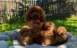 Toy Poodle dogs for sale: 🐩💖 Charming Toy Poodle Puppies for Sale 🐾✨ - Image 8