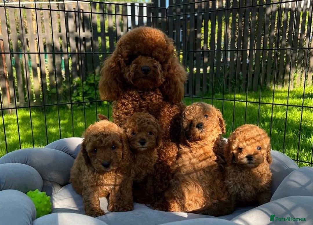 Toy Poodle dogs for sale: 🐩💖 Charming Toy Poodle Puppies for Sale 🐾✨ - Image 8