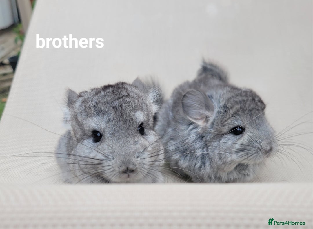 Chinchilla rodents for sale: Beautiful Chinchillas  in Bournemouth - Image 2