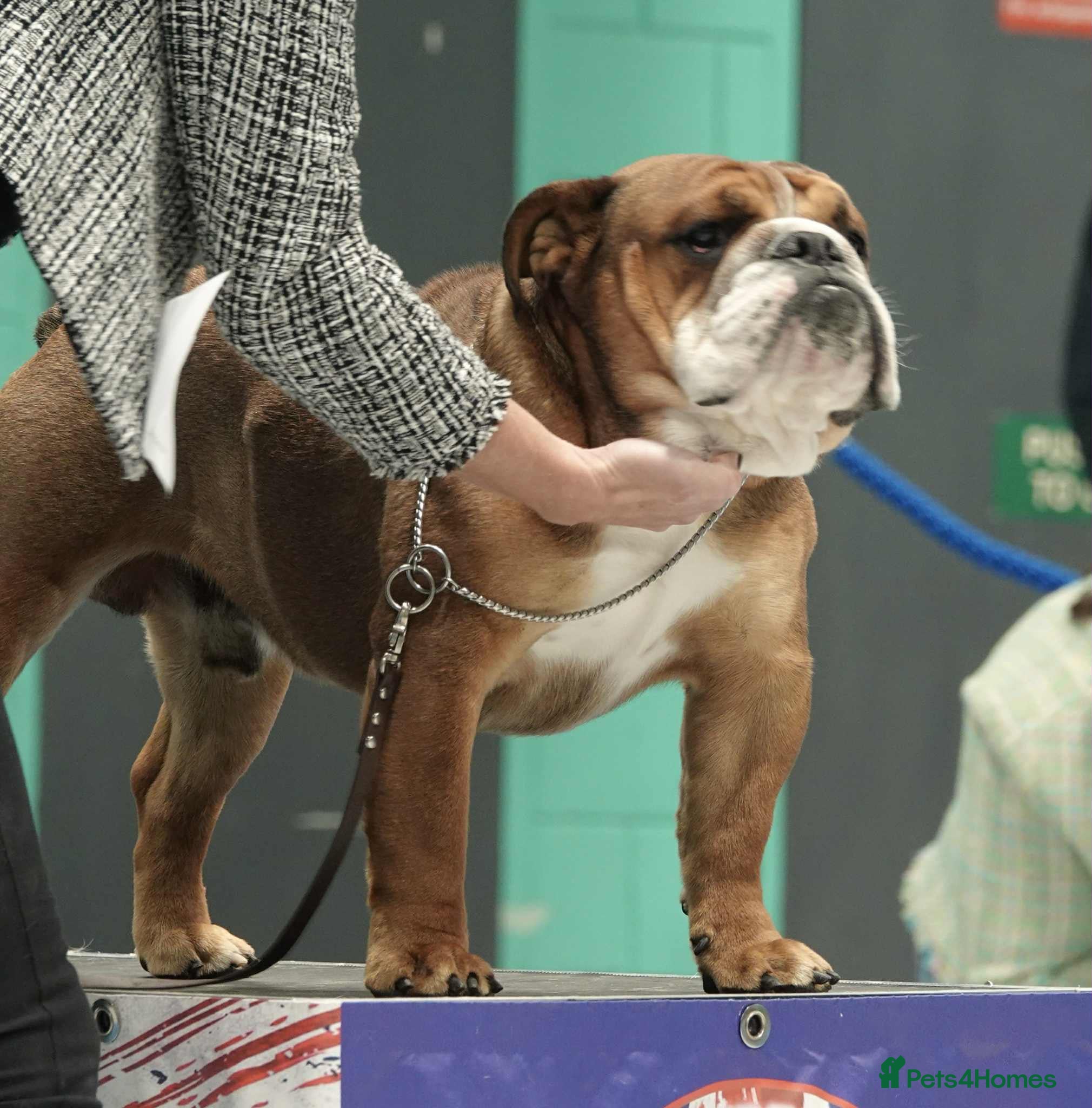 English Bulldog dogs KC registered qualified for crufts for life  - Advert 13