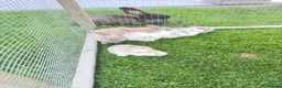 Dwarf Lop rabbits for sale: Baby draw rabbit for sale - Advert 3