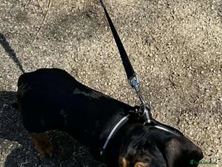 Dachshund dogs 1 year old male dachshund - Advert 8