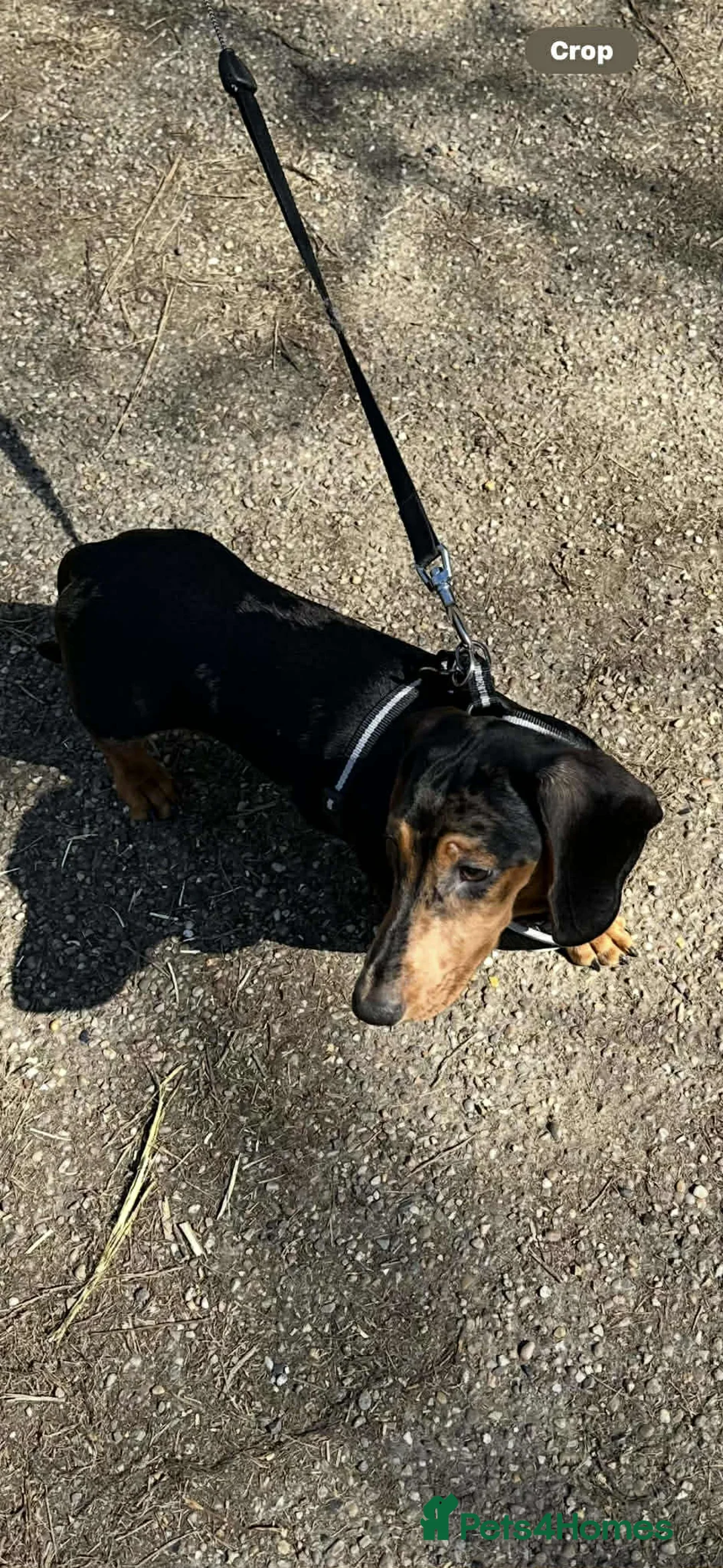 Dachshund dogs for sale: 1 year old male dachshund  - Advert 1
