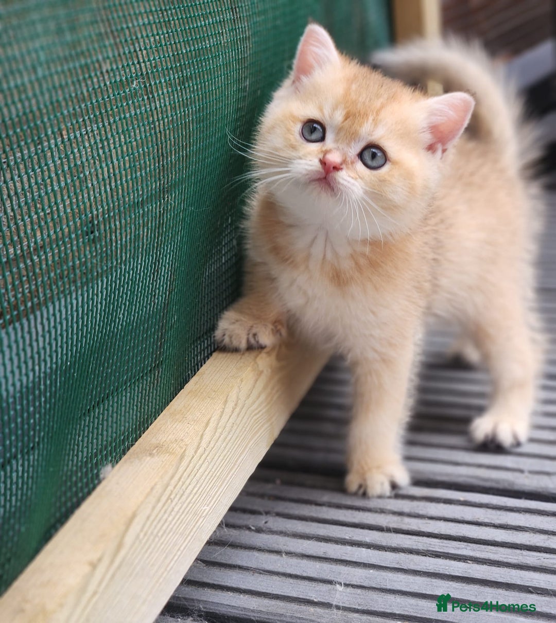 British Shorthair cats for sale: Tica reg Golden Shaded British shorthair kittens. - Image 6
