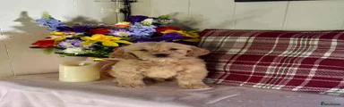 Goldendoodle Puppy 5