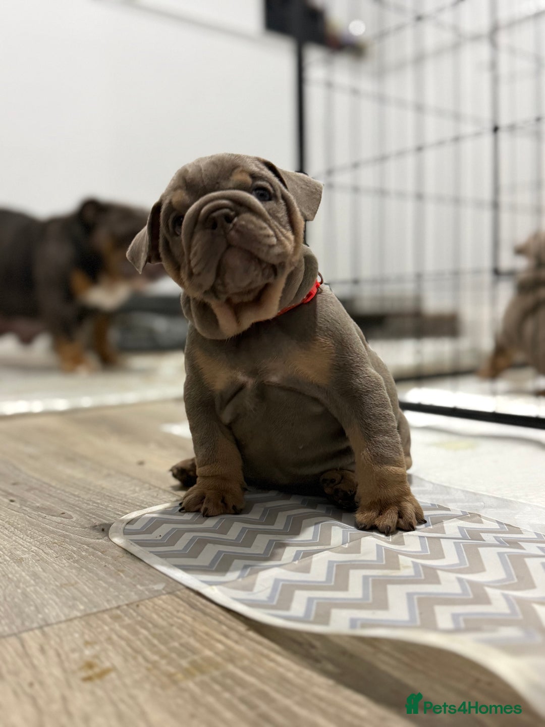 English Bulldog dogs for sale: Stunning English Bulldog Puppies - Advert 7
