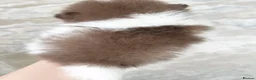 Pomeranian dogs for sale: KC Registered Champion bloodline Pomeranians  in London - Advert 10