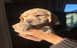 Cocker Spaniel dogs for sale: Cocker spaniels  - Image 1