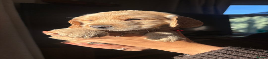 Cocker Spaniel Puppy 3