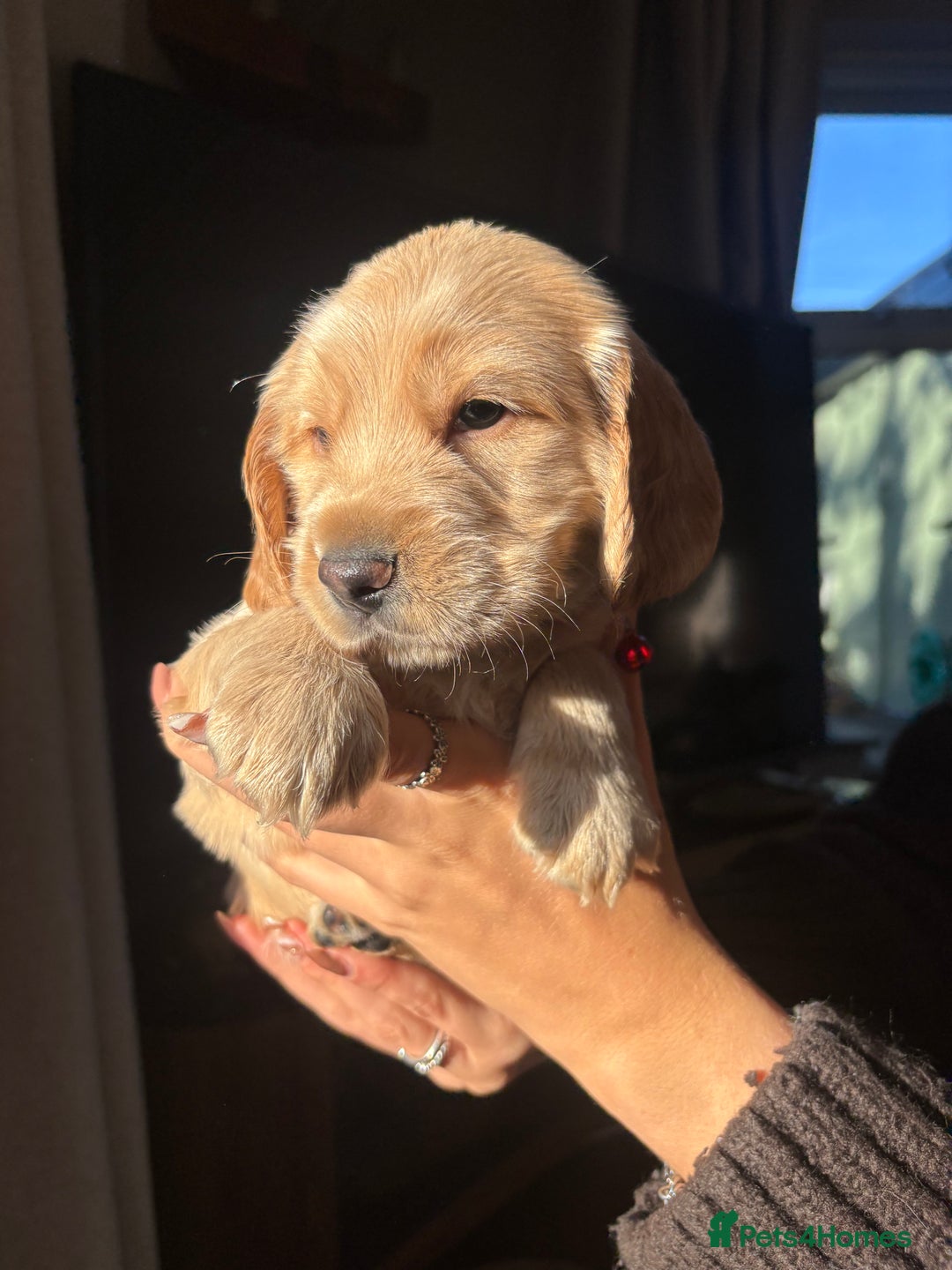 Cocker Spaniel dogs for sale: Cocker spaniels  - Image 1