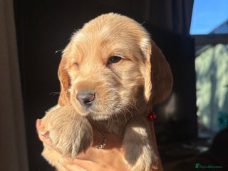 Cocker Spaniel dogs - Advert 4