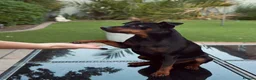 Miniature Pinscher dogs for stud: MINIATURE PINSCHER FOR STUD in Enfield - Advert 3
