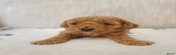 Cavapoo dogs for sale: Beautiful Red Cavapoo Puppies F1BB in Boston - Advert 9