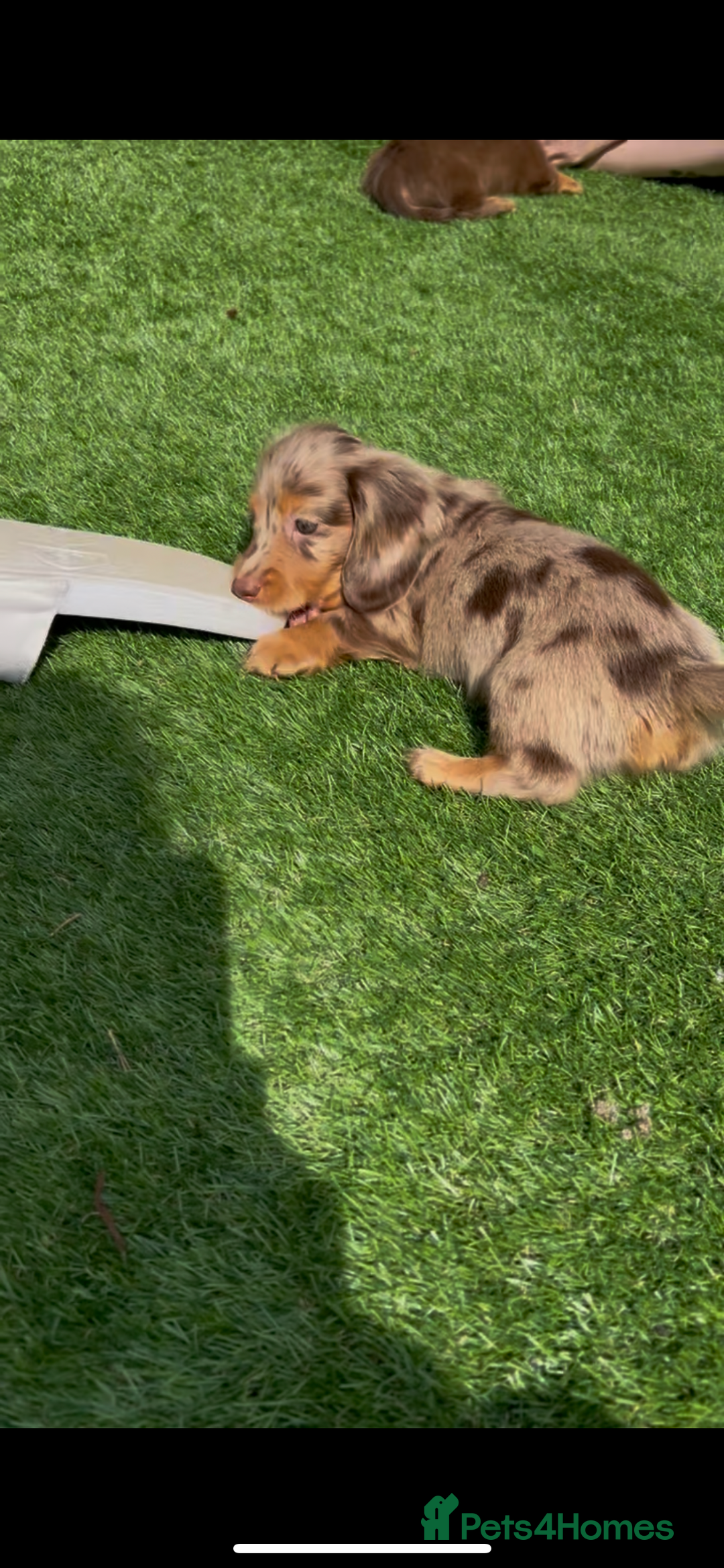 Miniature Dachshund dogs for sale: Delightful litter of KC Longhaired Mini Dachshunds - Image 9