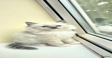 Ragdoll cats - Advert 5