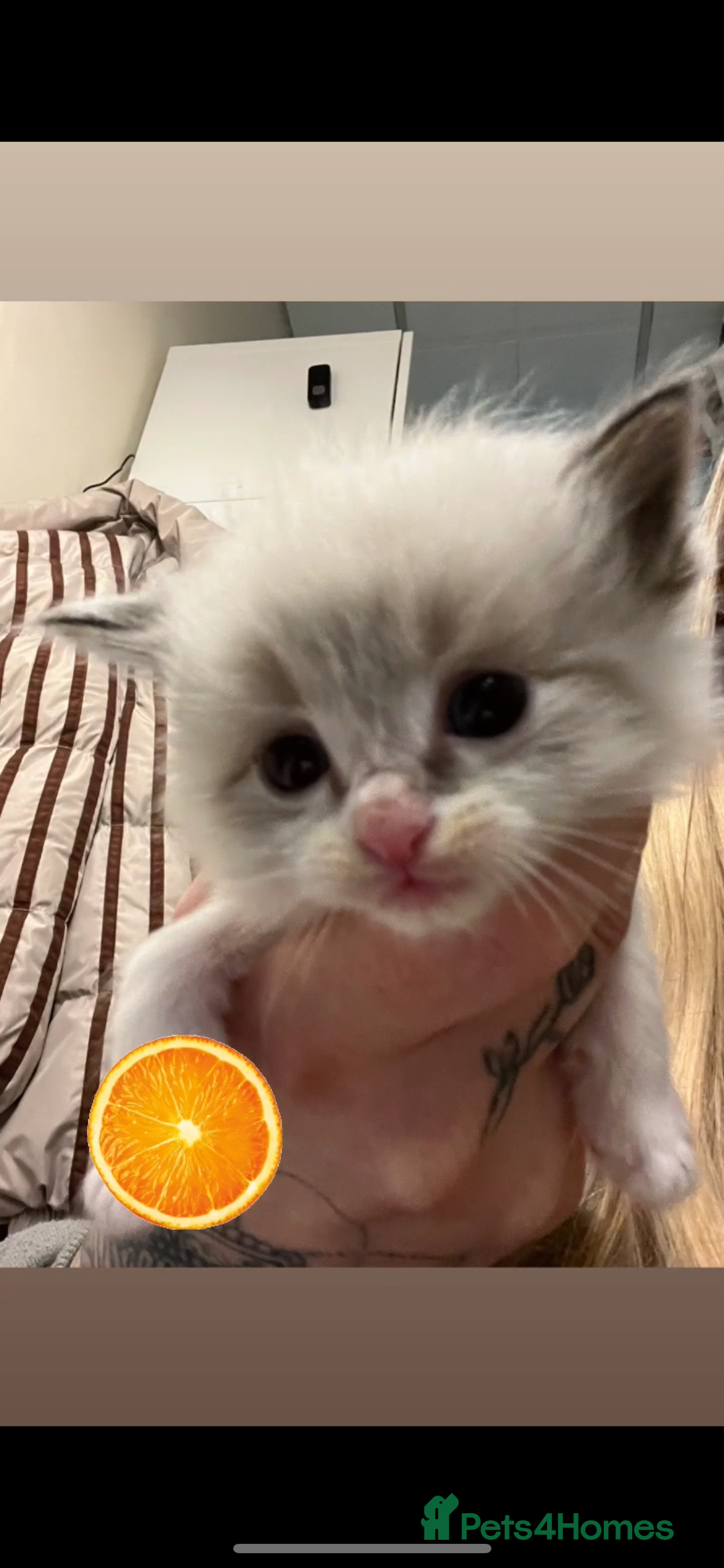 Ragdoll cats for sale: Beautiful Ragdoll kittens - Advert 11