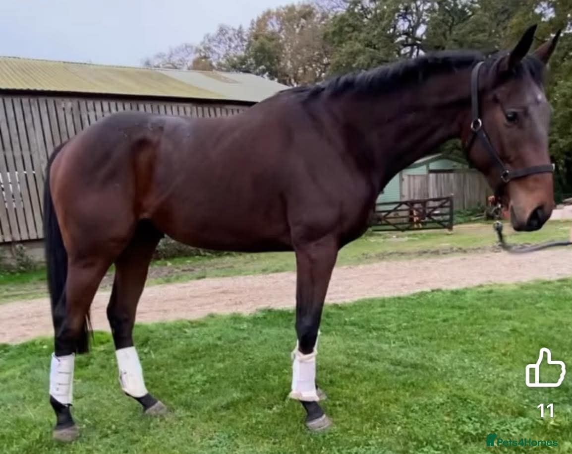 English Thoroughbred horses for sale: ROR eligible hunt/ event/ all rounder prospect - Advert 1
