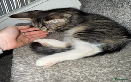 Maine Coon cats for sale: Maine coon x British shorthair kittens  - Image 9