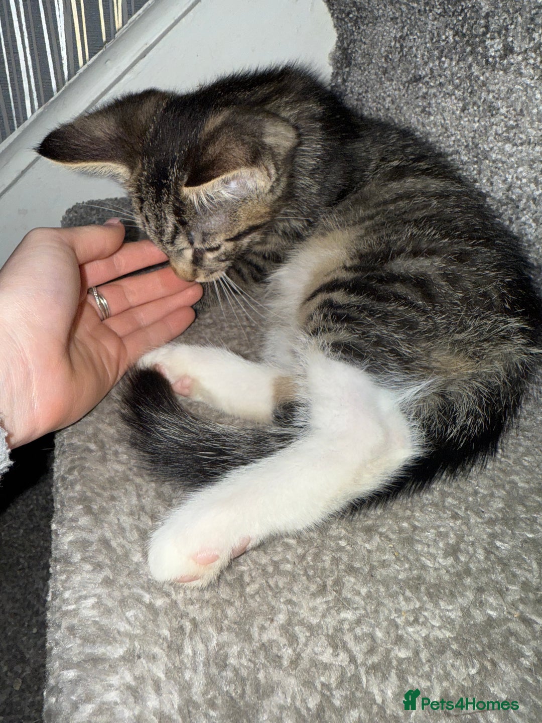 Maine Coon cats for sale: Maine coon x British shorthair kittens  - Image 9