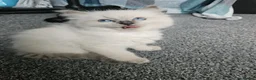 Ragdoll cats for sale: Ragdoll kittens looking new home 🏡  - Advert 20