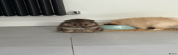 Pomeranian dogs for sale: KC Pomeranian Pups - Exceptional Russian Lines in Liverpool - Advert 10