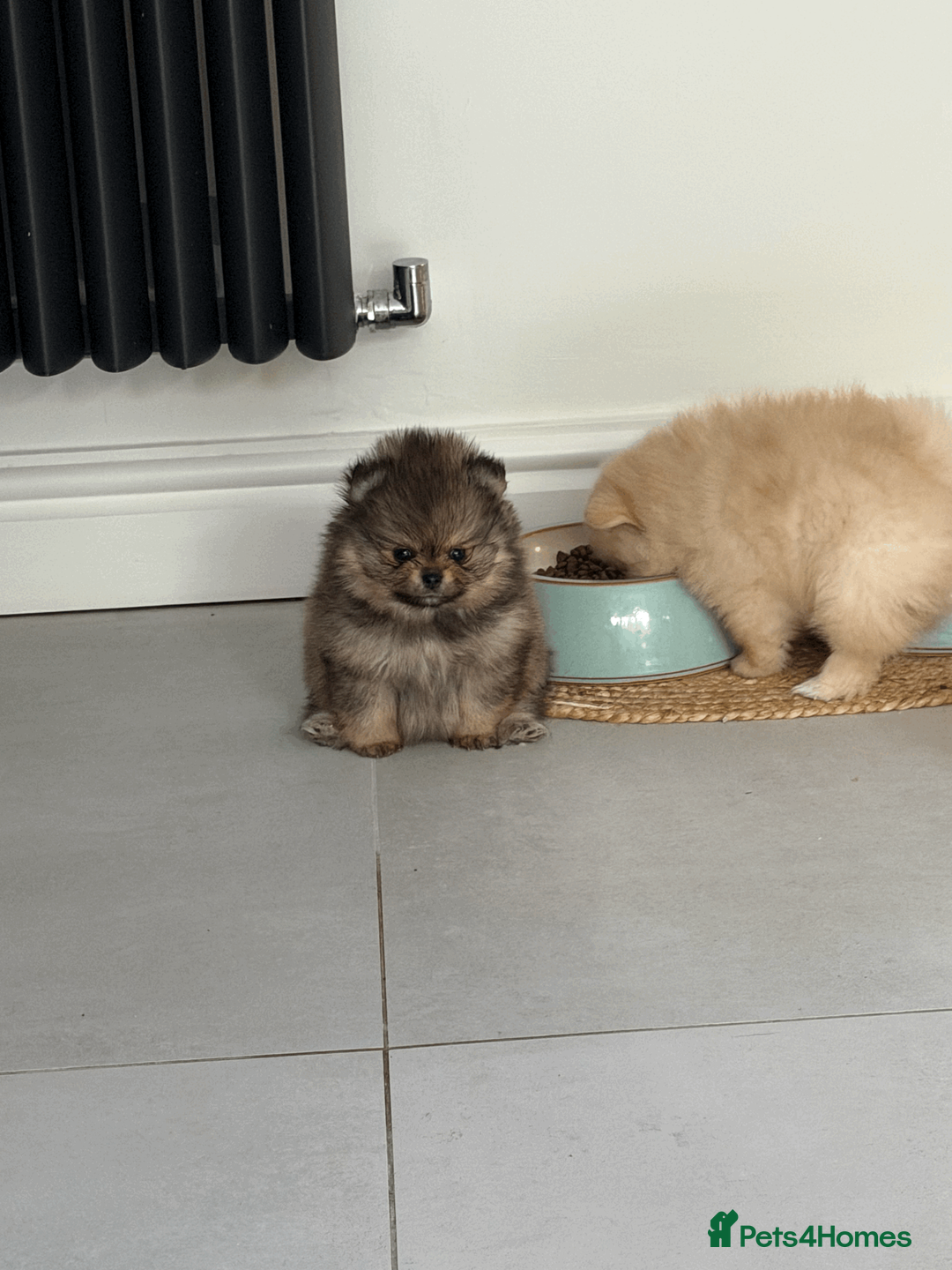 Pomeranian dogs for sale: KC Teddy Bear Poms - Exceptional Russian Lines - Advert 18