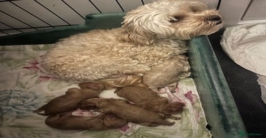 Maltipoo dogs Gorgeous Malshipoo - Advert 5