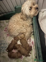 Maltipoo dogs Gorgeous Malshipoo - Advert 5