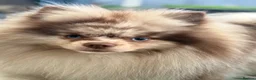 Pomeranian dogs for sale: Unique-Eyed KC Pomeranian Seeking New Home - Advert 10