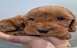 Cockapoo dogs for sale: 5* minature cockapoos - Image 7