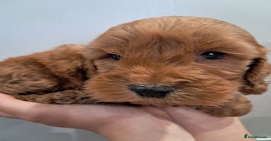 Cockapoo dogs - Advert 5