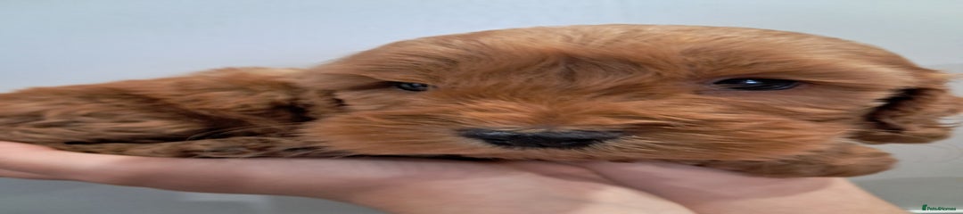 Cockapoo Puppy 4
