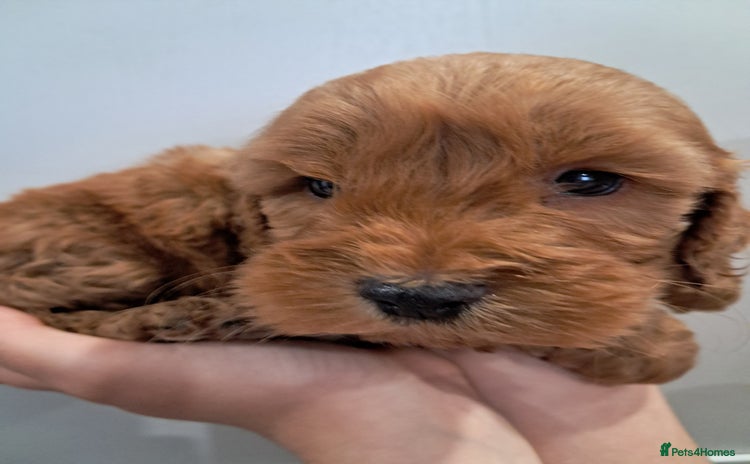 Cockapoo dogs - Advert 4