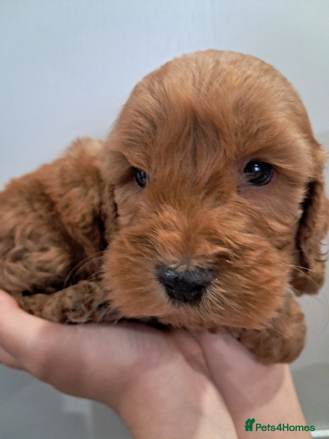 Cockapoo dogs for sale: 5* minature cockapoos - Image 7