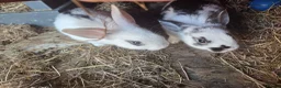 Mixed Breed rabbits for sale: 2 male rabbits for sale - Advert 4