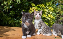Mixed Breed cats for sale: Tuxedo Kittens - Image 8