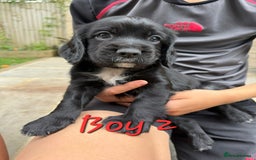 Cocker Spaniel dogs for sale: Beautiful Cocker Spaniel Puppies - Image 4