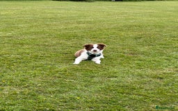 Border Collie dogs for sale: KC Reg Red Border Collie - Image 20