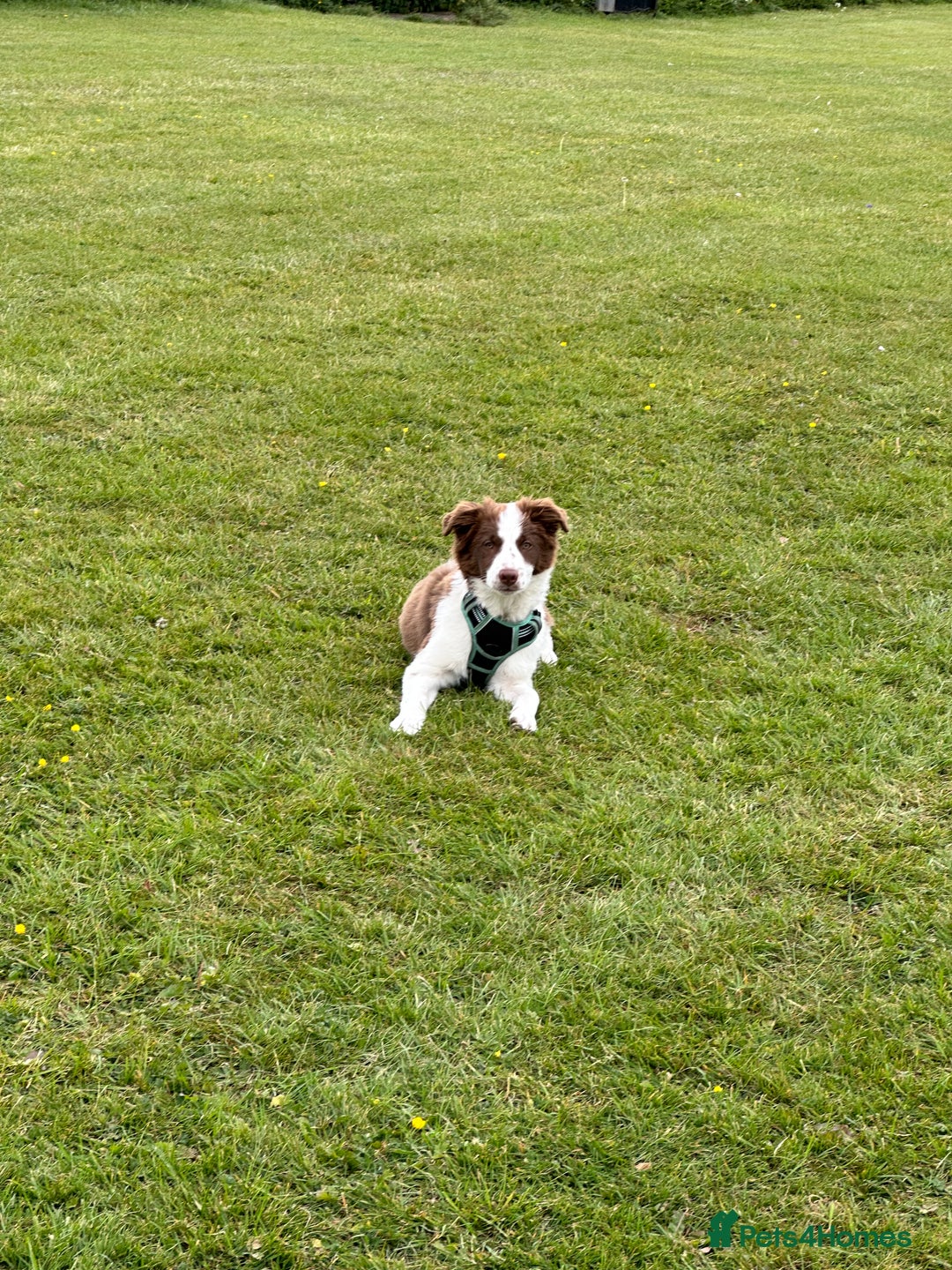 Border Collie dogs for sale: KC Reg Red Border Collie - Image 20