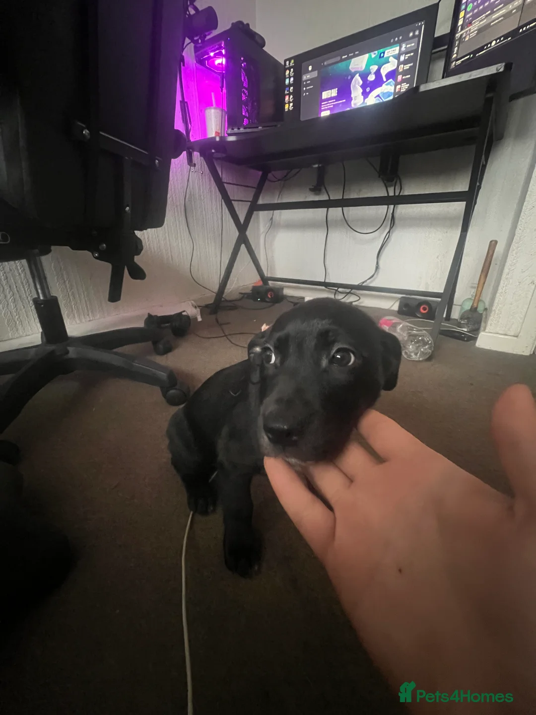 Mixed Breed dogs for sale: 8 Beautiful Mastiff x Staff x Black Mouth Cur Pups - Advert 5