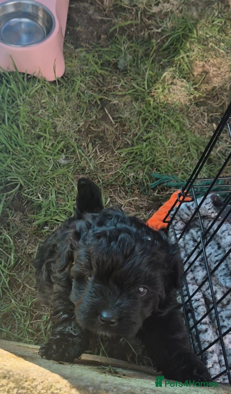 Pomapoo dogs Toy Poodle x pomapoo 1 female left - Advert 1