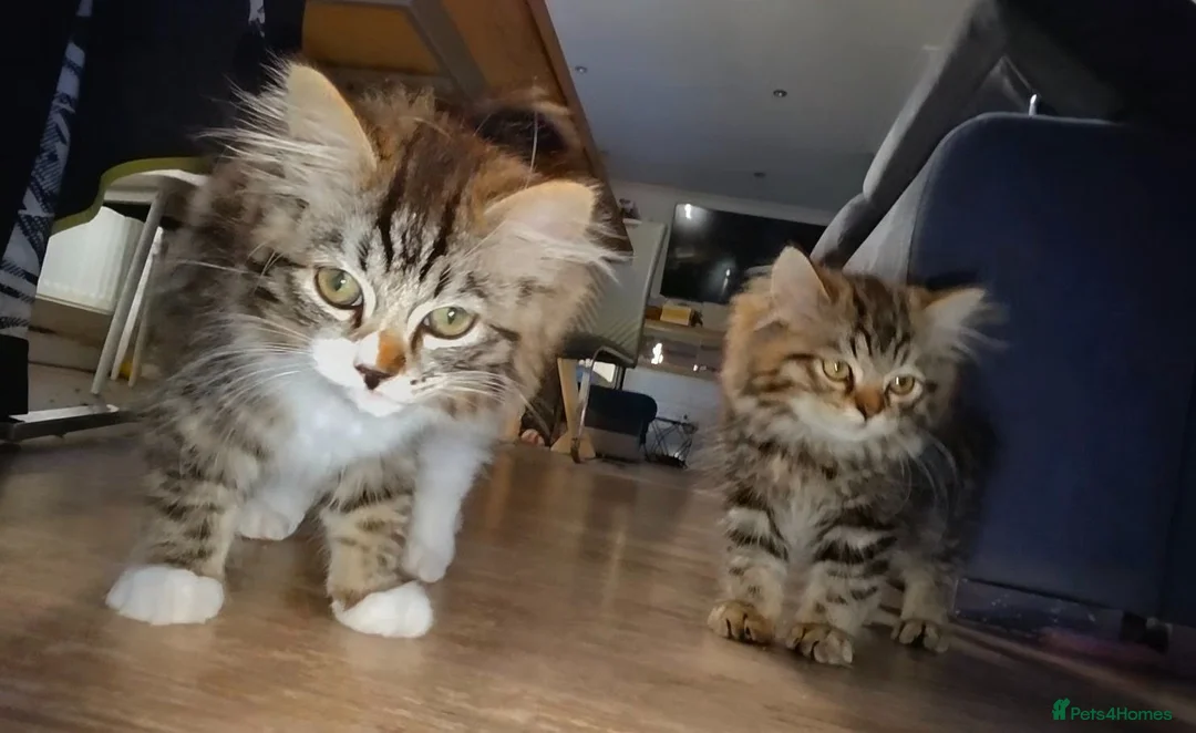 Ragdoll cats for sale: Ragdoll mixed with a chinchilla-Persian in Bournemouth - Advert 10