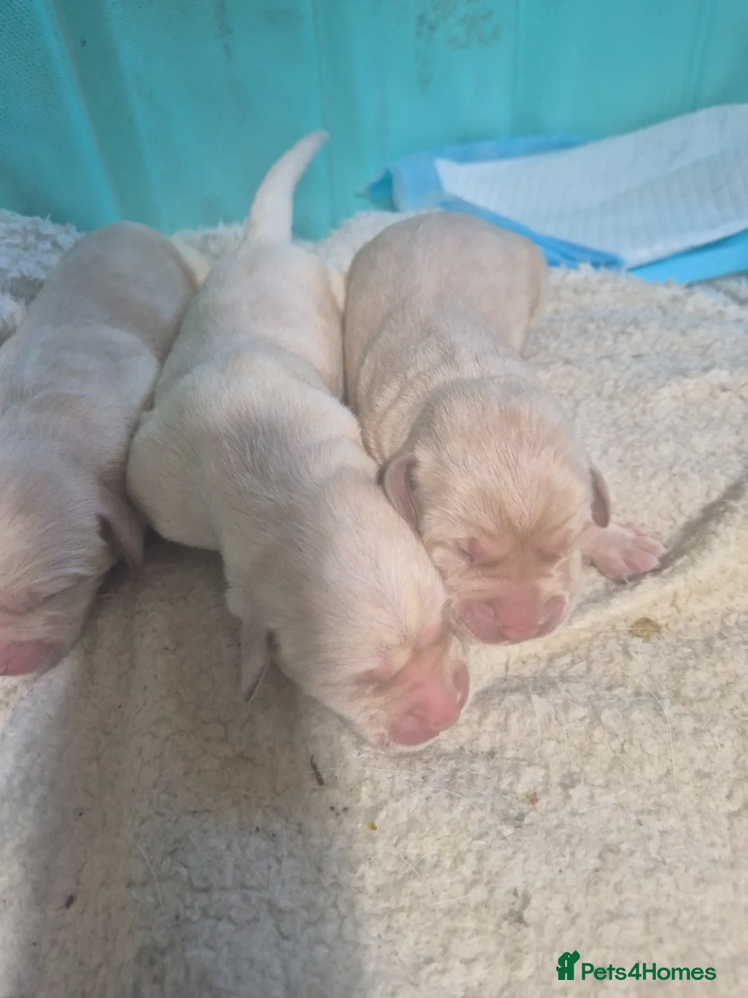 Labrador Retriever dogs for sale: Puppies born 22nd April  - Advert 2