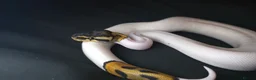 King Snake reptiles for sale: Ball Pythons - Advert 3