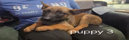 Belgian Shepherd Dog dogs for sale: Belgian Malinois Puppies for Sale- 11 weeks old - Advert 24